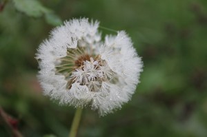 Dandelion clock