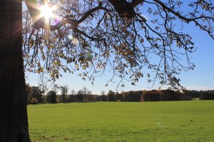 Sunlight through the trees