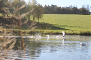 Swan in motion