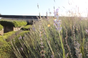 Lavender gardens