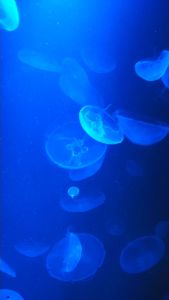 Moon jellyfish in blue light. Very cool.