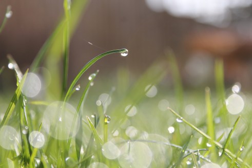 rain1